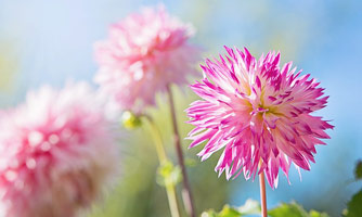 dahlias