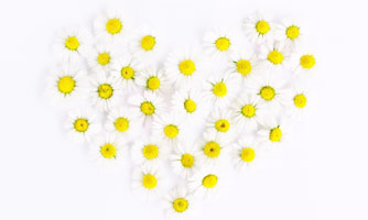 daisy heart