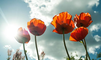 poppies
