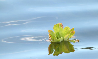 waterplant